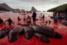 Isole Far Oer: ricomincia la mattanza delle balene