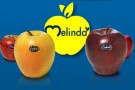 Melinda, la mela D.O.P. della Val di Non Melinda, la mela D.O.P. della Val di Non