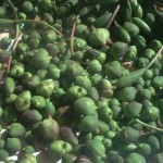 capperi-di-pantelleria