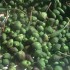 Cappero di Pantelleria I.G.P.