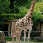 giraffa giraffa