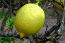 Limone Femminello del Gargano IGP Limone Femminello del Gargano IGP
