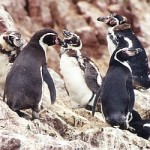 ballestas_pinguinos2 ballestas_pinguinos2