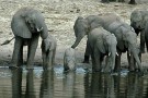 Turista italiana schiacciata dagli elefanti durante un safari Turista italiana schiacciata dagli elefanti durante un safari