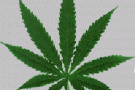 Marijuana nella scuola elementare Marijuana nella scuola elementare