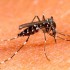Rimedi puntura insetto