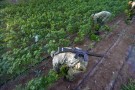 Marijuana per mucche e conigli