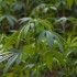 Cannabis utile al diabete