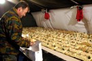 Ricetta Tronchetto di Natale Ricetta Tronchetto di Natale